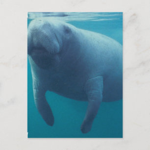 Manatee Postcard Vykort