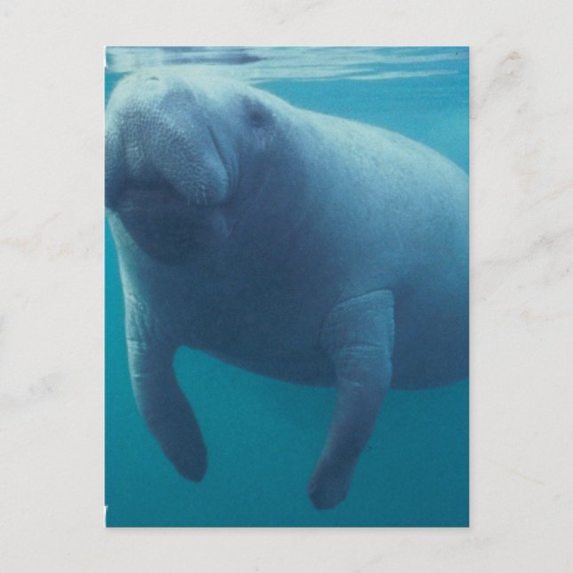 Manatee Postcard Vykort (Framsida)
