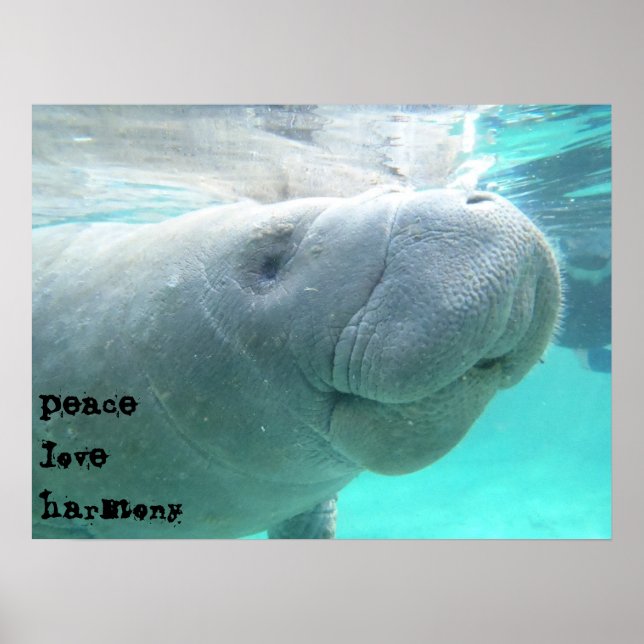 Manatee Poster (Framsidan)