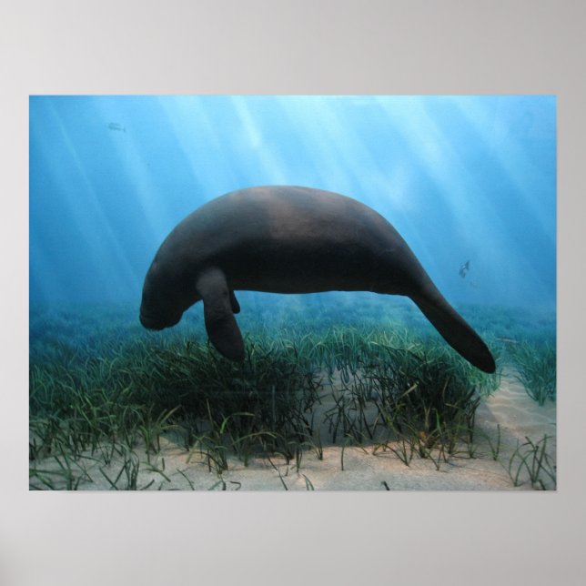 Manatee Poster (Framsidan)
