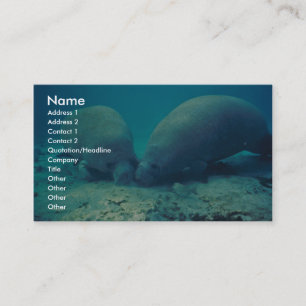 Manatee Rooting in Sand Visitkort