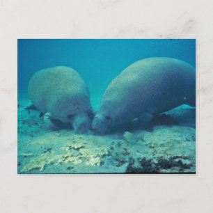Manatee Rooting in Sand Vykort