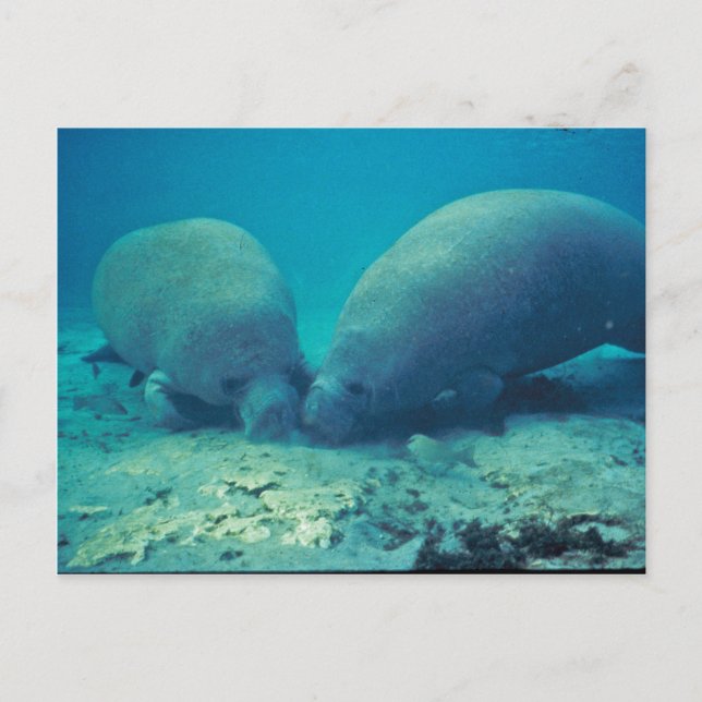 Manatee Rooting in Sand Vykort (Framsida)