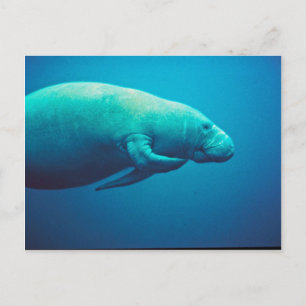 Manatee Scratching Vykort