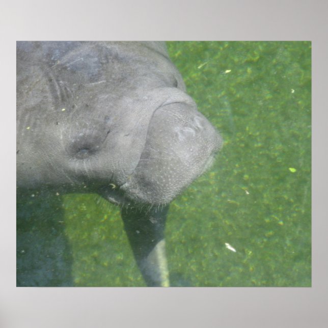 Manatee Smiles Affisch (Framsidan)