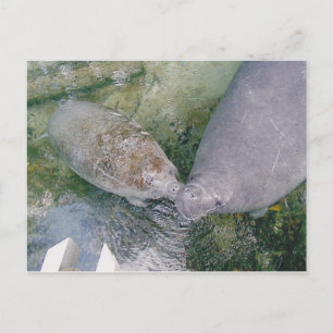 Manatee Smooch Post Card Vykort