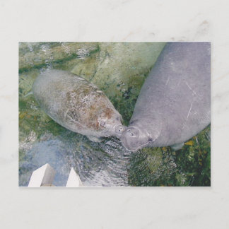 Manatee Smooch Post Card Vykort