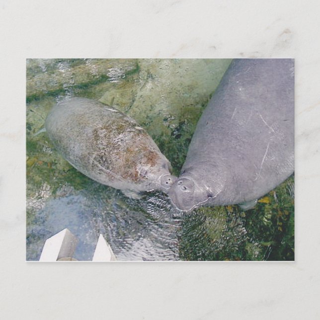 Manatee Smooch Post Card Vykort (Framsida)