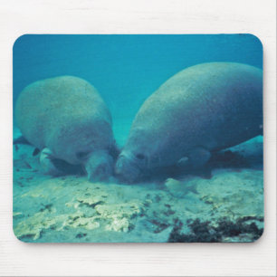 Manatee som rotar i Sand Musmatta