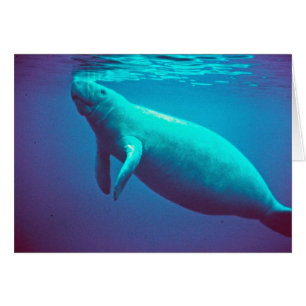 Manatee som ytbehandlar för att andas hälsningskort