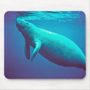Manatee som ytbehandlar för att andas musmatta