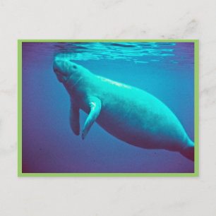 Manatee Surface to Breathe Vykort