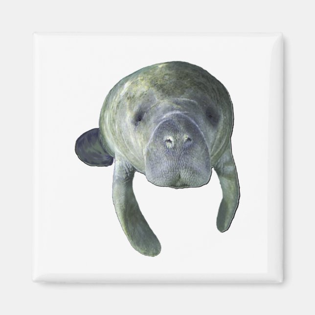 Manatee Vår Magnet (Framsidan)