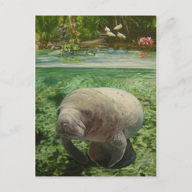 MANATEE VYKORT (Framsida)