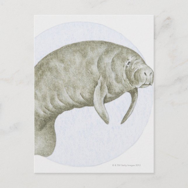 Manatee Vykort (Framsida)
