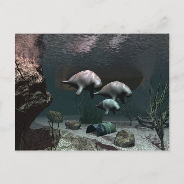 Manatee-vykort Vykort (Framsida)