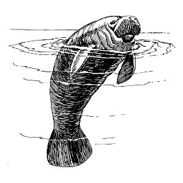 Manatee Women shirt T