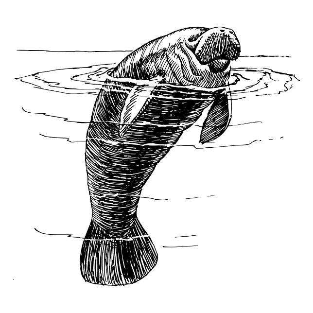 Manatee Women shirt T Shirt (Skapare uppladdad)