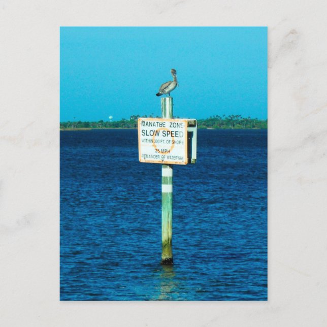 Manatee Zont vykort (Framsida)