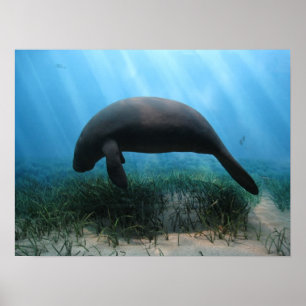 Manateeaffisch Poster