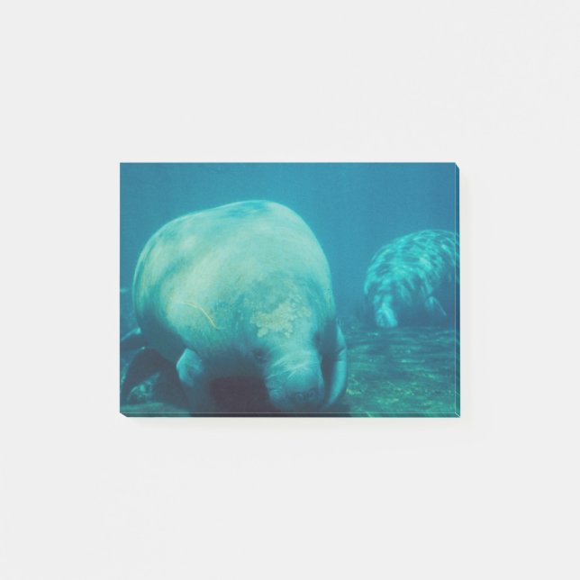 Manateefoto Post-it Block (Framsida)