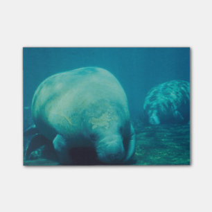Manateefoto Post-it Block