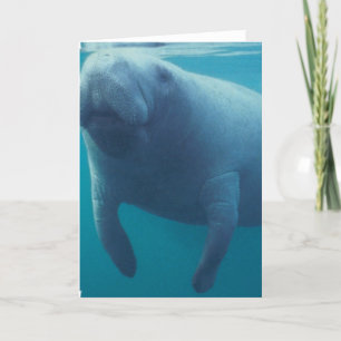 Manateehälsningkort Kort