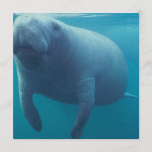 Manateeinbjudan Inbjudningar