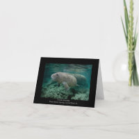 Manateekalv