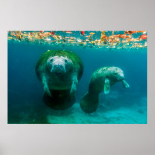 Manateemamma med sin kalv i Crystal River Poster