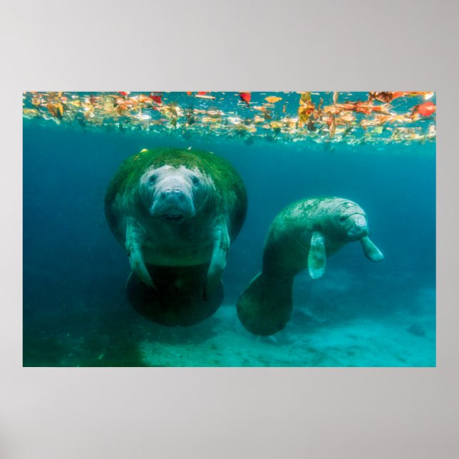 Manateemamma med sin kalv i Crystal River Poster (Framsidan)