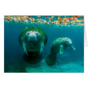 Manateemoder med sin kalv i Crystal River Hälsningskort