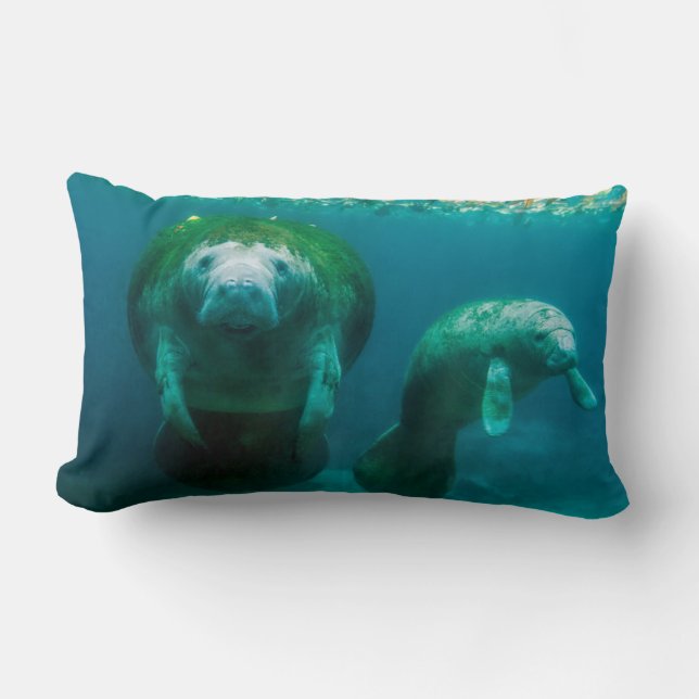 Manateemoder med sin kalv i Crystal River Lumbarkudde (Framsida)