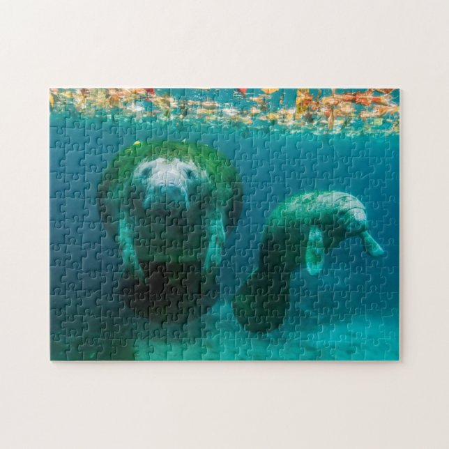 Manateemoder med sin kalv i Crystal River Pussel (Horisontell)