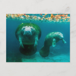 Manateemoder med sin kalv i Crystal River Vykort