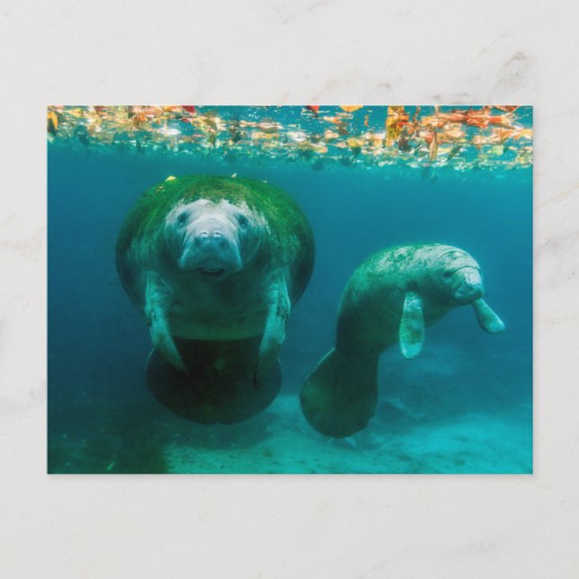 Manateemoder med sin kalv i Crystal River Vykort (Framsida)
