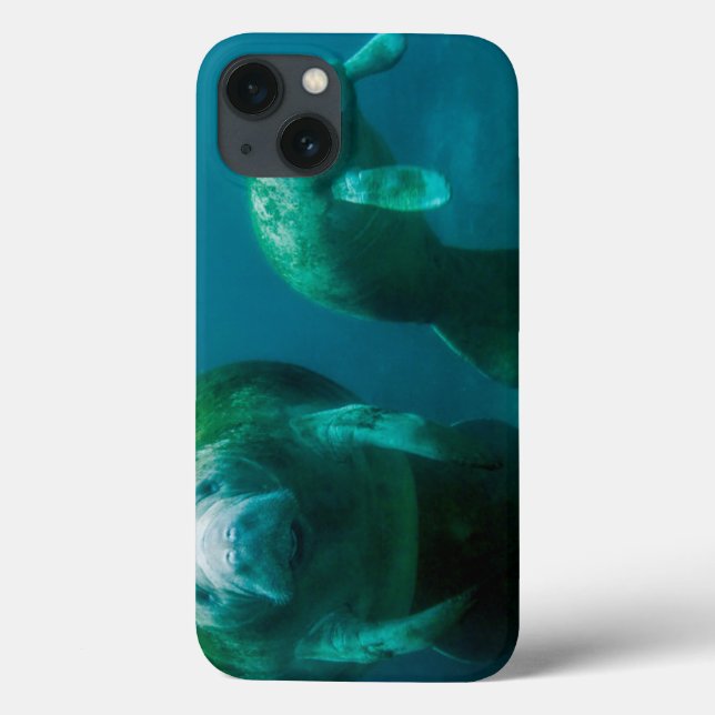 Manateemodern med sin kalv i Crystal River (Baksida)