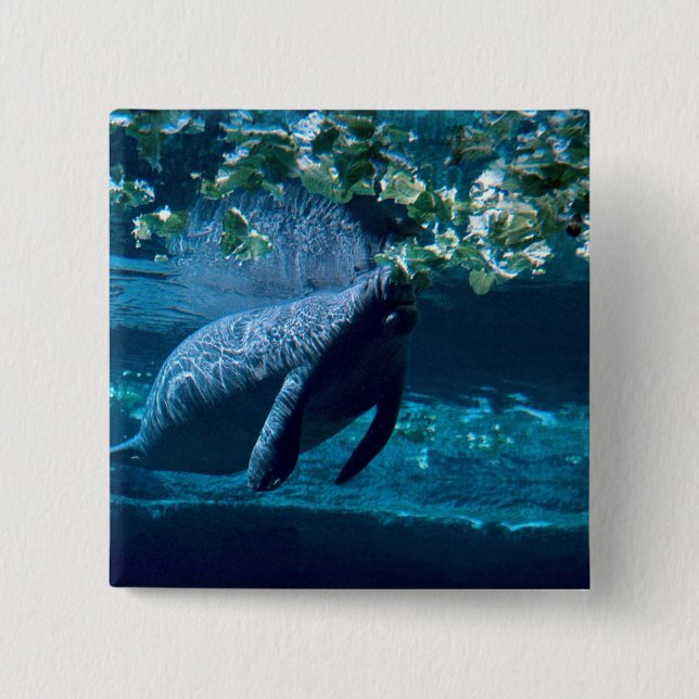 Manateen Lowry parkerar zooen, Tampa Bay, Florida, Knapp (Framsida)