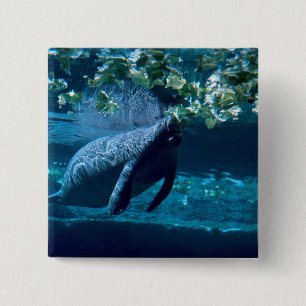 Manateen Lowry parkerar zooen, Tampa Bay, Florida, Knapp
