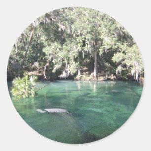 Manatees at Blue Vår Sticker Runt Klistermärke