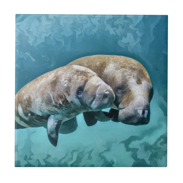 Manatees Kakelplatta (Framsidan)