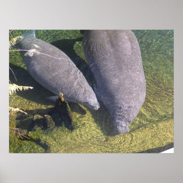 Manatees Poster (Framsidan)