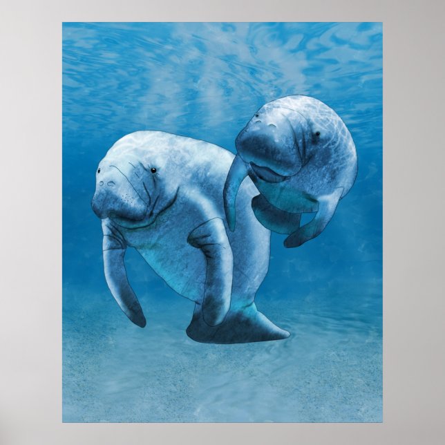 Manatees Poster (Framsidan)