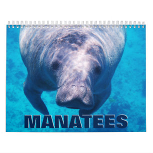 Manatees Wall Calendar Kalender