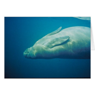 Manateesträckning Hälsningskort
