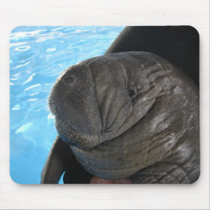 Manati SMP04 Musmatta