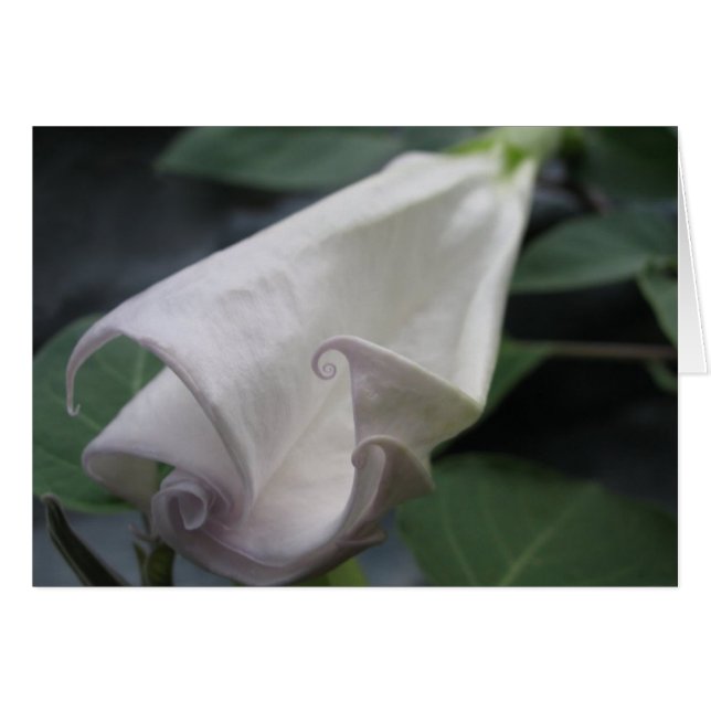 månblomma hälsningskort (Framsidan Horizontal)