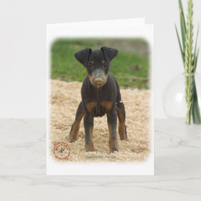 Manchester Terrier 9B082D-03 Kort (Framsida)