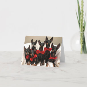 Manchester Terrier-kort Tack Kort
