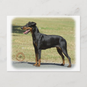 Manchester Terrier Vykort